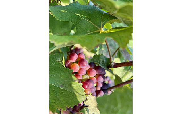 Champagne Berger à Trélou-sur-Marne 02