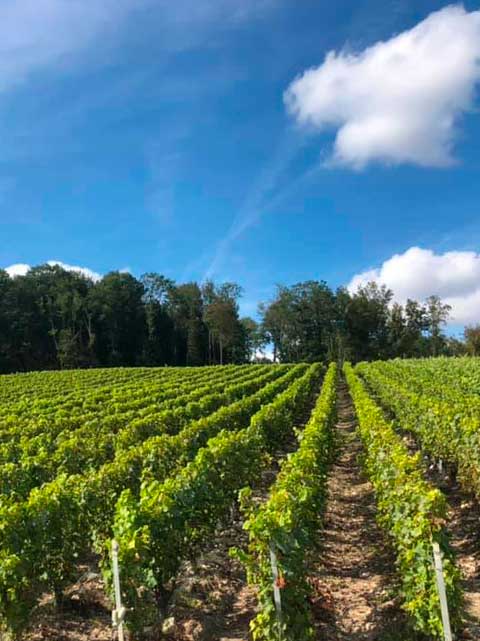 Champagne Berger, maison de champagne à Trélou sur Marne