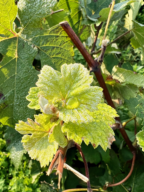 Champagne Berger, maison de champagne à Trélou sur Marne