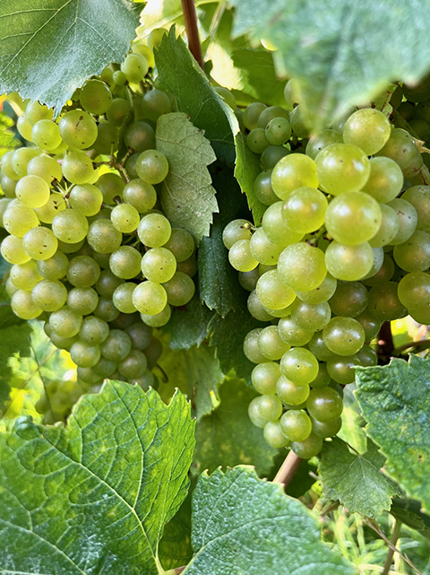 Champagne Berger, maison de champagne à Trélou sur Marne