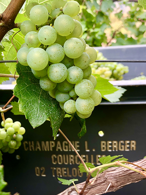 Champagne Berger, maison de champagne à Trélou sur Marne