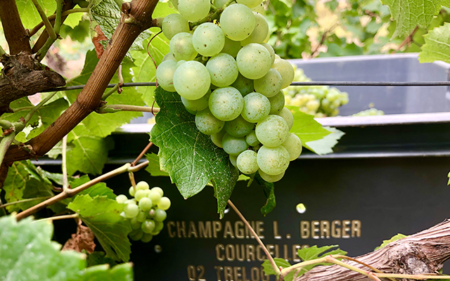Champagne Berger à Trélou-sur-Marne 02