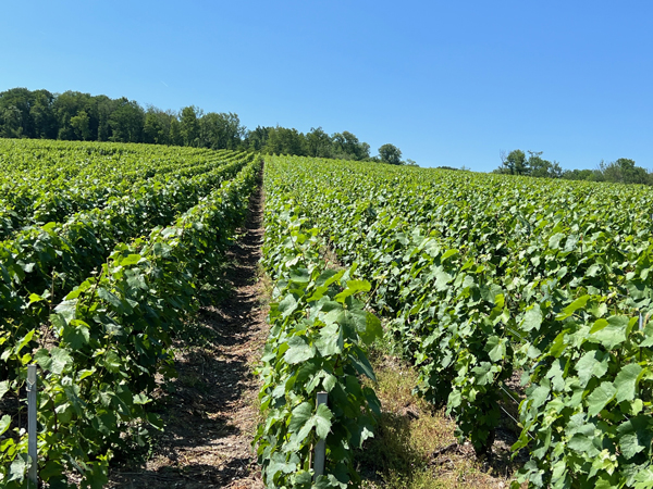 Champagne Berger à Trélou-sur-Marne 02